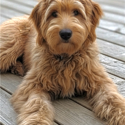 To Meet Our Handsome Gentlemen