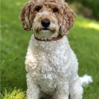 To Meet Our Handsome Gentlemen