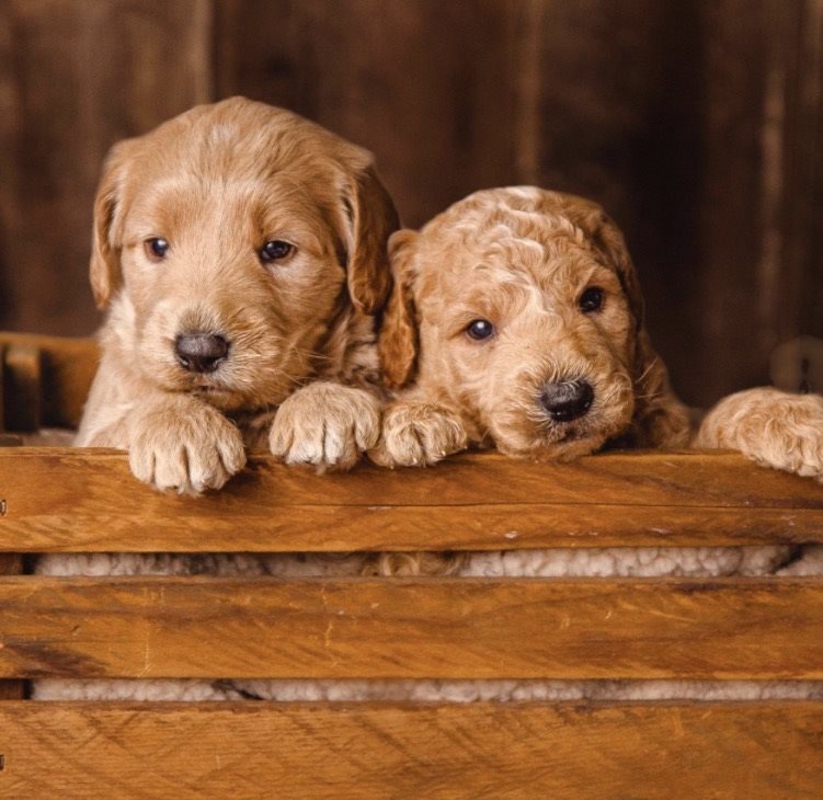 Sadie & Jasper